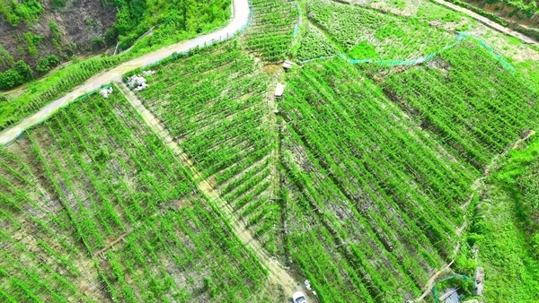 百香果基地。