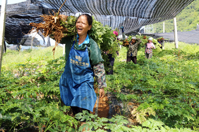 工人正在采收中草药。