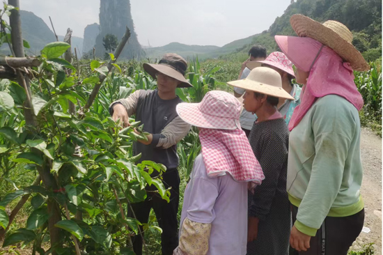 福赖村村民在百香果地里学习管护技术。胡贺龙摄