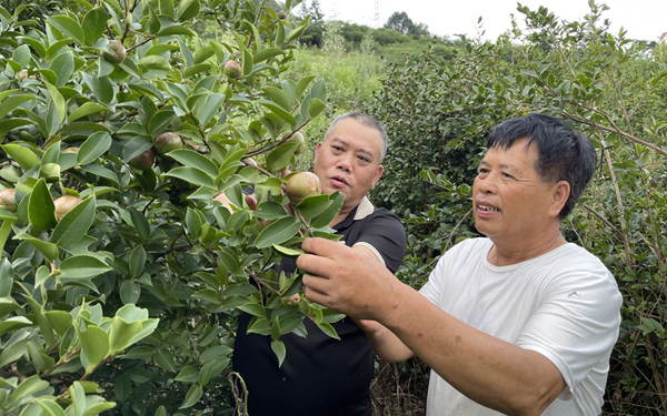 靖西同德乡那贪屯村民在观察油茶果成熟情况。何彪摄