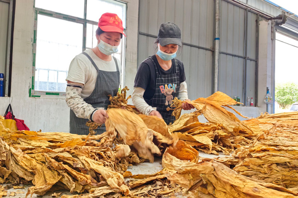 专业化分级人员到库烟叶开展分选作业。覃文锋摄
