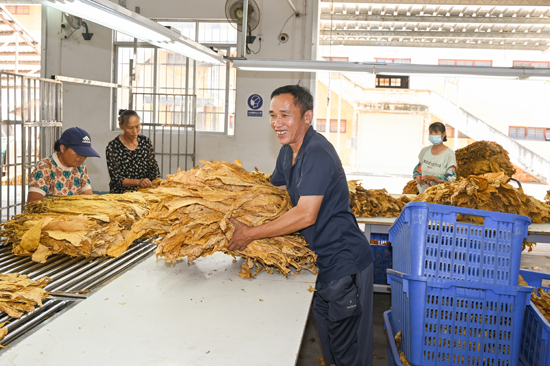 工作人员将分好级的烟叶装框。刘耀兴摄