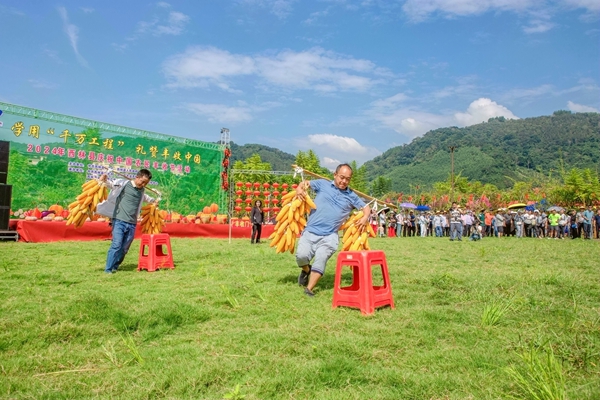 “豐收接力”團隊競跑。李世華攝