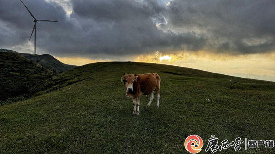 海拔1900米的高山牧场，云层很低。夕阳西下时，美景不可胜收。唐绍怡摄