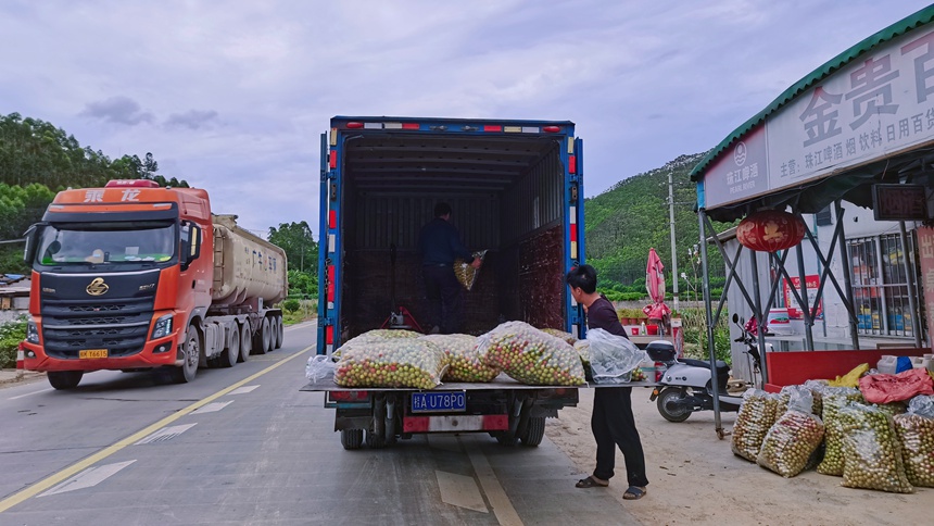 國道358線上的南寧市武鳴區林琅村迎來了當地水果豐收的時節。廣西公路發展中心供圖