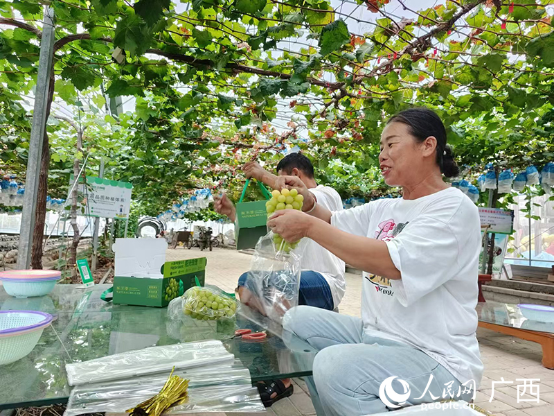 当地果农采摘葡萄。人民网记者 沈泉池摄