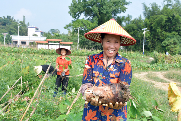 香芋喜获丰收，农民喜笑颜开。