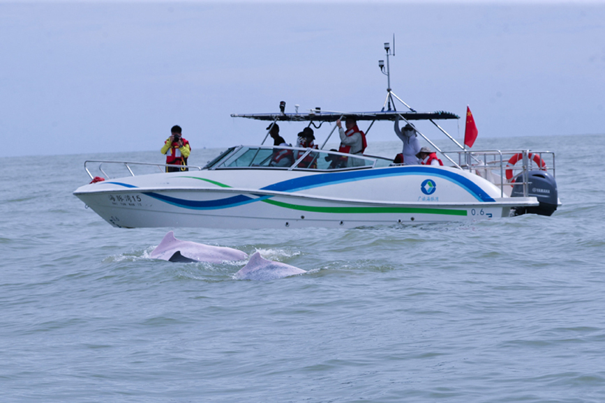 广旅海豚湾“出海寻豚”项目受到游客持续热捧。韦安摄