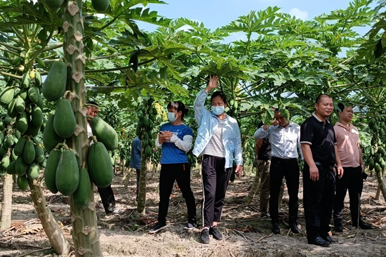 人大代表在昆仑镇水果木瓜特色种植园实地调研。