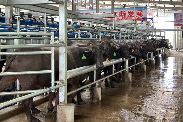 智能奶水牛养殖场。龙州县融媒体中心供图