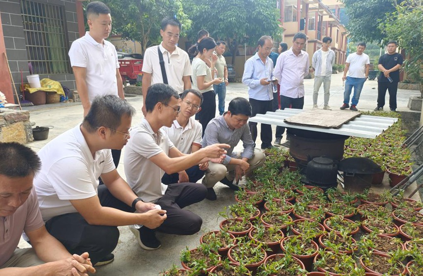 观摩团听取“小院铁皮石斛种植”庭院经济发展项目介绍。右江民族医学院提供