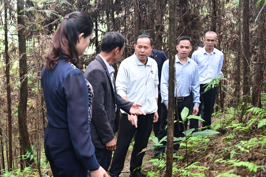 羅城政協委員在羅城林洋藥材種植有限公司藥材種植示范基地參觀學習。 (2)