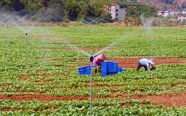 英家大头菜育苗基地。