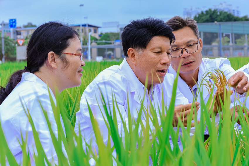 邓国富（中）正在进行杂交水稻相关研究。广西农业科学院供图