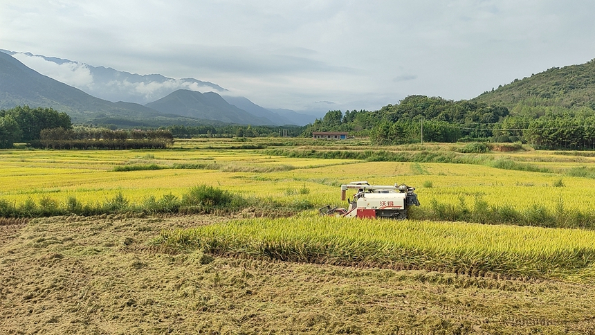 灌阳县水车乡江塘村旱改水项目整改后水稻收割现场。周宇摄