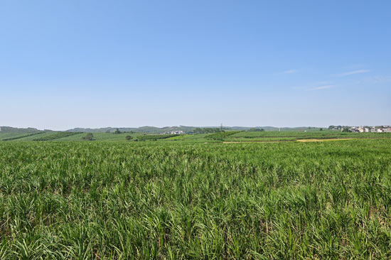 甘蔗双高基地连片种植