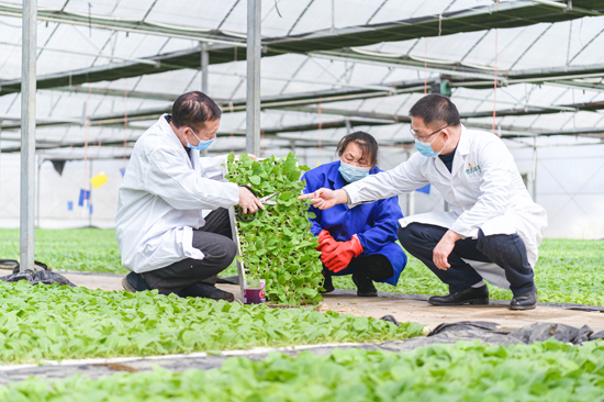 技术人员在公安镇大莲塘专业化育苗工场讲解烟苗剪叶技术。毛岗摄