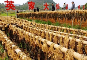 鐘山英家大頭菜