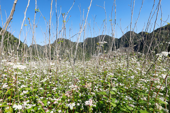 凌云县磨贤村桑荞套种，满园盛开荞麦花。袁永勇摄