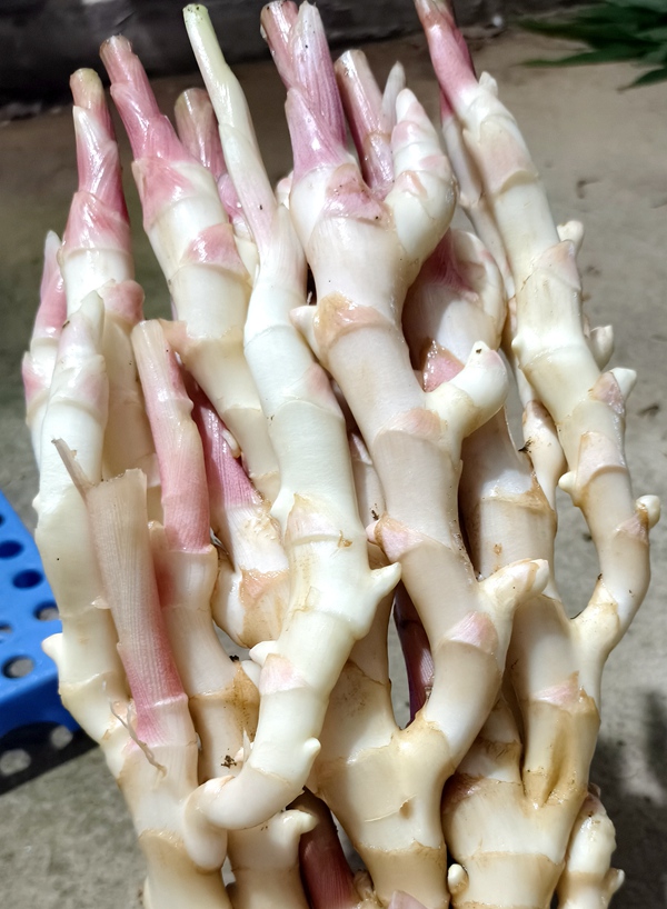 辣生姜给好生活添把“火”