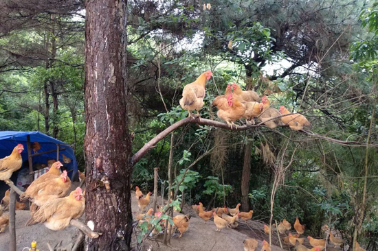 陶圩雞在山間奔跑嬉戲