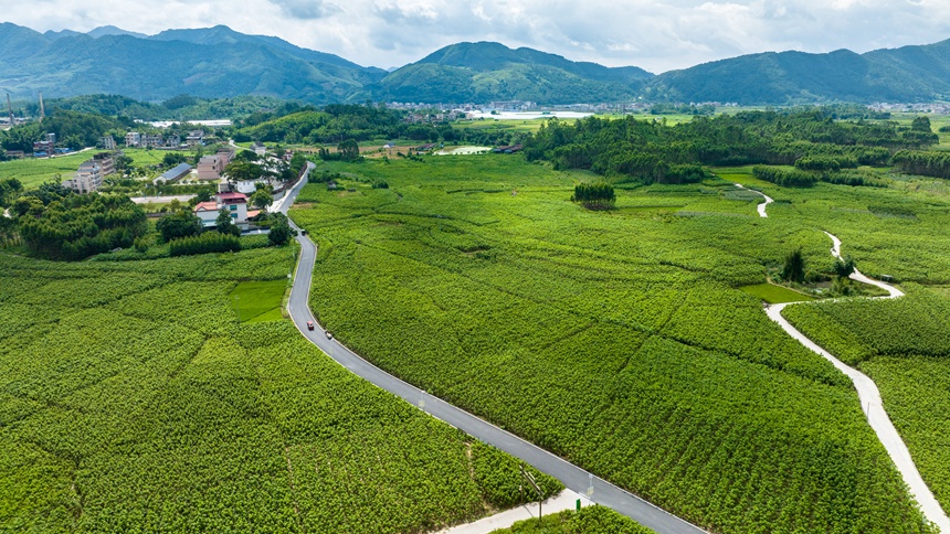 蒙山县新圩镇谢村产业路