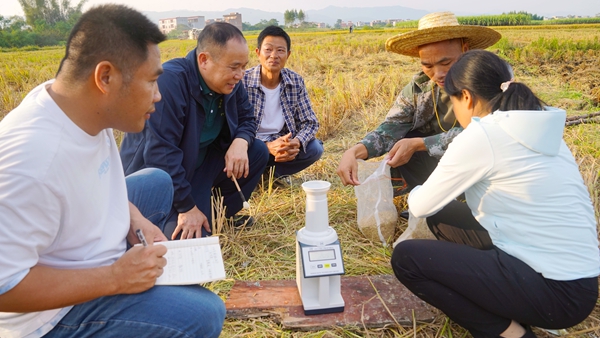 技术人员正在进行水稻测产。岑记华摄