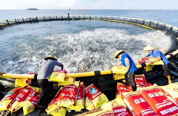 鐵山港金鯧魚遠海養殖基地的員工正在給金鯧魚投喂飼料