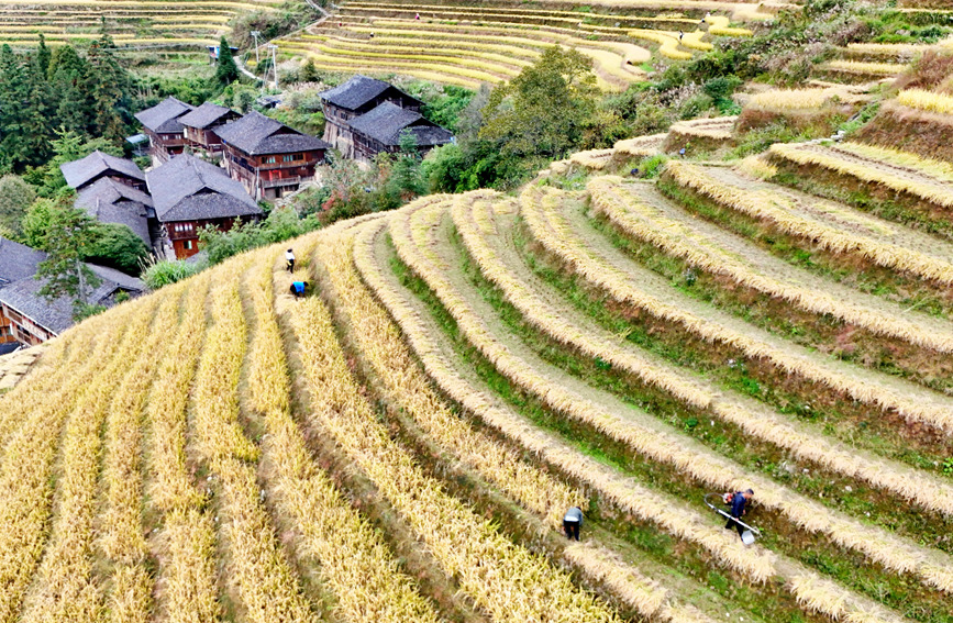 村民在收割水稻。潘志祥摄