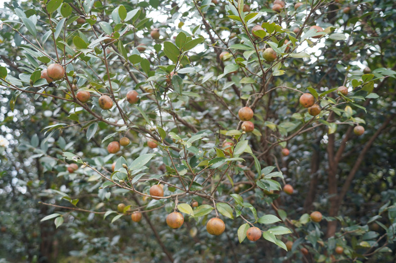 油茶树硕果累累。