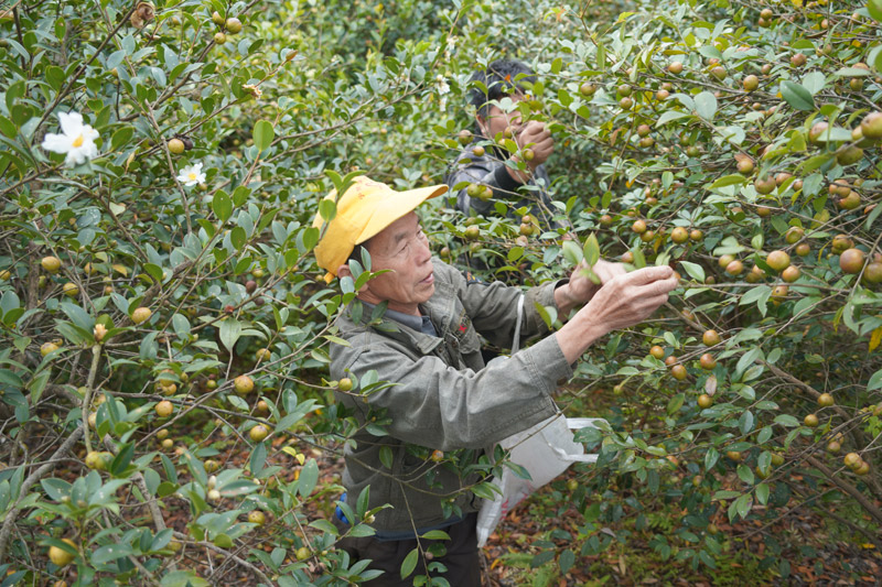 村民在采摘油茶果。