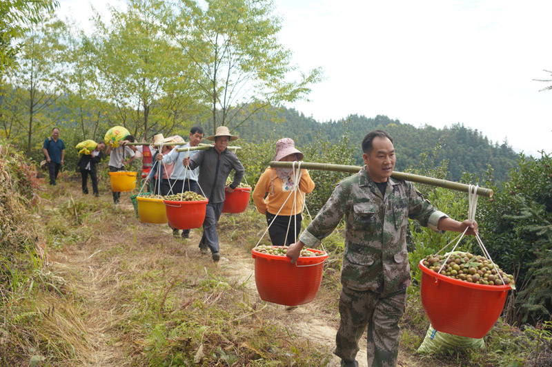 村民在挑运油茶果。