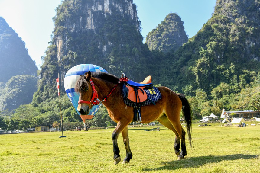 德保矮马在桂林。莫超驿摄