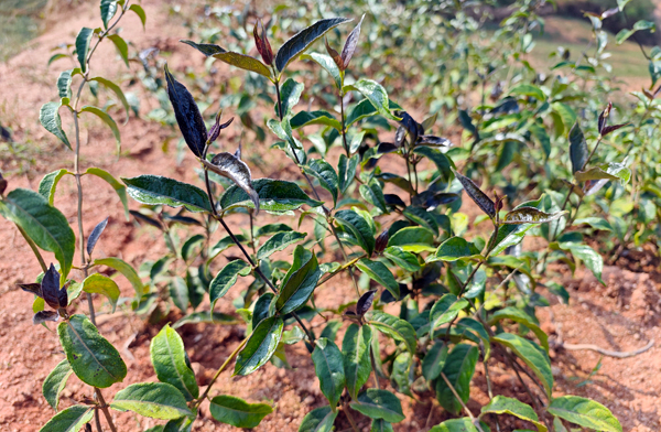 种植基地里的巴戟天长势良好。林洁莹摄