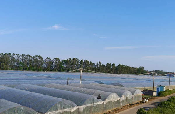 宁海村的北海市银海果蔬产业（核心）示范区一角