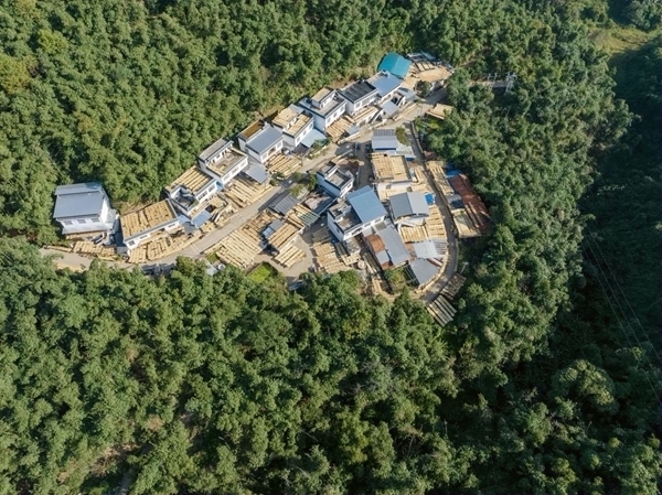 六隆镇平细村掩映在山林间，房前屋后铺满金黄的八渡笋 黄数情摄.jpg