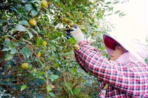 村民正在采摘油茶果。