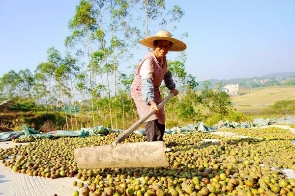 村民晾晒油茶果。