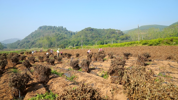 广藿香基地现场。