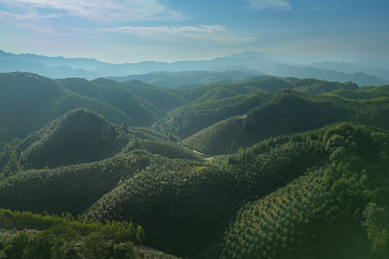 北陀鎮油茶樹基地。邱慶山攝