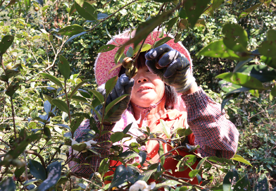 村民在采摘油茶果