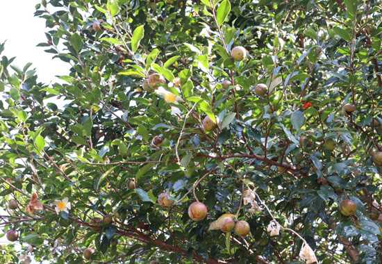 油茶果挂满指头