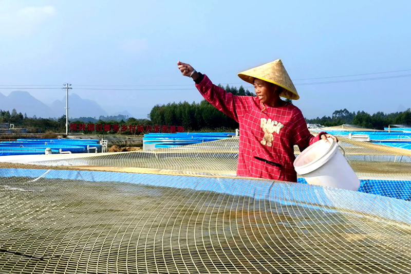 工人在撒飼料喂魚。