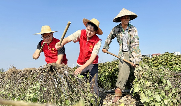 图为玉州区到村任职选调生在仁东镇都甘村中药材种植基地帮助农民采收藿香