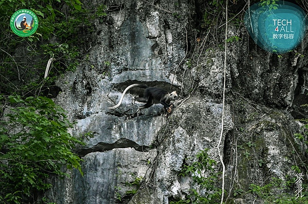 山崖上灵活攀跃的白头叶猴。广西崇左白头叶猴智慧监测项目团队供图