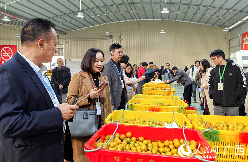 与会人员实地参观融安桔乡里农业有限公司车间，了解融安金桔产业发展情况。人民网 付华周摄