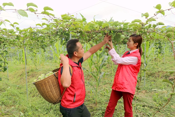 志願者幫助農民採摘百香果。