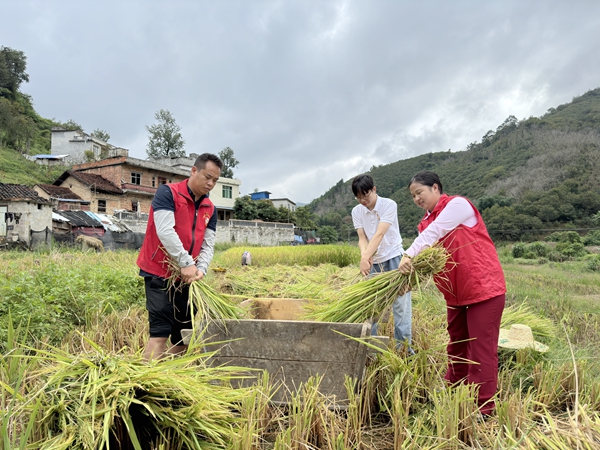 志願者幫助農民秋收稻谷。