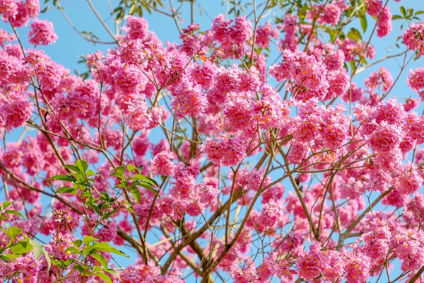 紫花风铃木绽放。