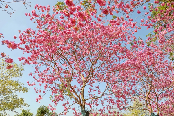 紫花风铃木绽放。